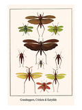 Grasshoppers  Crickets and Katydids