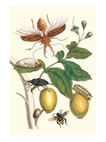 Genip Tree with Palm Weevil  a Long Horned Beetle and an Orchid Bee