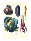 Vegetables; Rhubard  Tubers  and Cabbage