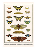 Butterflies  Garden Acraeas  Caterpillars  Ornamented Utetheisas 