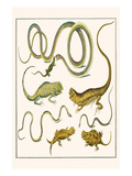 Snakes and Lizards