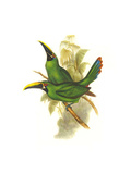 Black Throated Toucanet