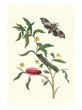 Primrose Willow or Water Purslane with a Banded Sphinx