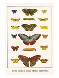 Costa Spotted  Mimic Whites  Butterflies