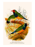 Gouldian Finch