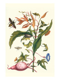 Sweet Potato with Melonworm and Giant Big-Legged Bug