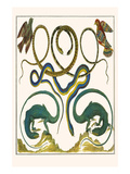 Serpents  Lizards and Birds