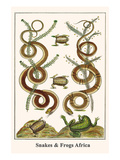 Snakes and Frogs Africa
