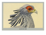 Secretary Bird