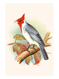 Red Crested Cardinal