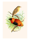 Orange Weaver
