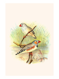 Zebra Finch