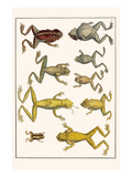 Frogs