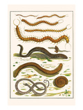 Luminous Centipede  Giant Centipede  Snake Millipede  Bristlworm  Marine Ringed Worm  Snakes