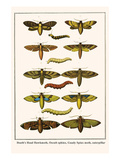 Death's Head Hawkmoth  Occult Sphinx  Guady Spinx Moth  Caterpillar