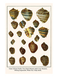 Giant African Snails  Tree Snail  Boinnet Shell  Gray Bonnets  Oblong Megasnails  Midas Ear  etc