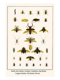 Beetles  Rove Beetles  Carabids  Cockchafers  Stag Beetles  Longhorn Beetles  Click Beetles  Weevel