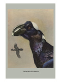 Thick Billed Raven