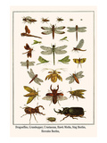 Dragonflies  Grasshopper  Crustacean  Hawk Moths  Stag Beetles  Hercules Beetles 