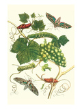Grapevine with Vine Sphinx