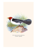 Yellow Billed Cardinal  Brown Throated or Lesser Cardinal