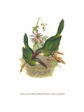 Groove Billed Toucanet
