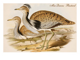 Macqueens Bustard