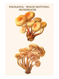 Pholiota - Wood Rotting Mushroom