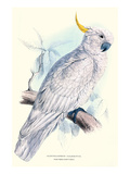 Greater Sulpher-Crested Cuckatoo - Cacatua Galerita