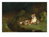 Tiger and Cubs