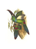 Crimson Rumped Toucanet