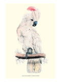 Salmon-Crested Cockatoo - Cacatua Moluccensis