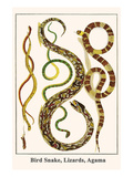 Bird Snake  Lizards  Agama