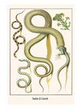 Snakes and Lizards