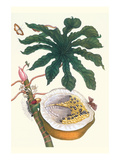 Papaya with Caterpillar  Pupa and Butterfly of the Metalmark Family and a Moth on the Fruit