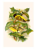 Black Headed Siskin