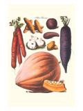 Vegetables; Carrot  Potato  Onion  and Pumpkin