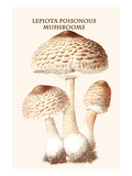 Lepiota Poisonous Mushrooms