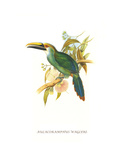 Wagler's Toucanet