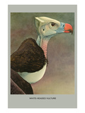 White Headed Vulture
