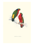 Kuhl's Parakeet - Vini Kuhli