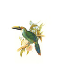 Wagler's Toucanet