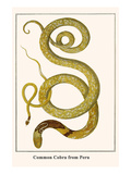Common Cobra from Peru