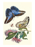 Cardinal's Guard Butterfly with Idomeneus Giant Owl Butterfly