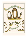 Southern Smooth Snake  Grasss Snakes  Wall Lizard   Sand Lizard and Trefoil