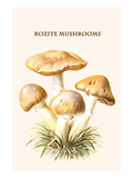 Rozite Mushrooms