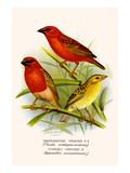 Madagascar Weaver and Comoro Weaver