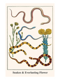 Snakes and Everlasting Flower
