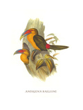 Saffron Toucanet
