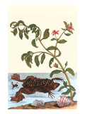 Shoreline Purslane with a Common Surinam Toad